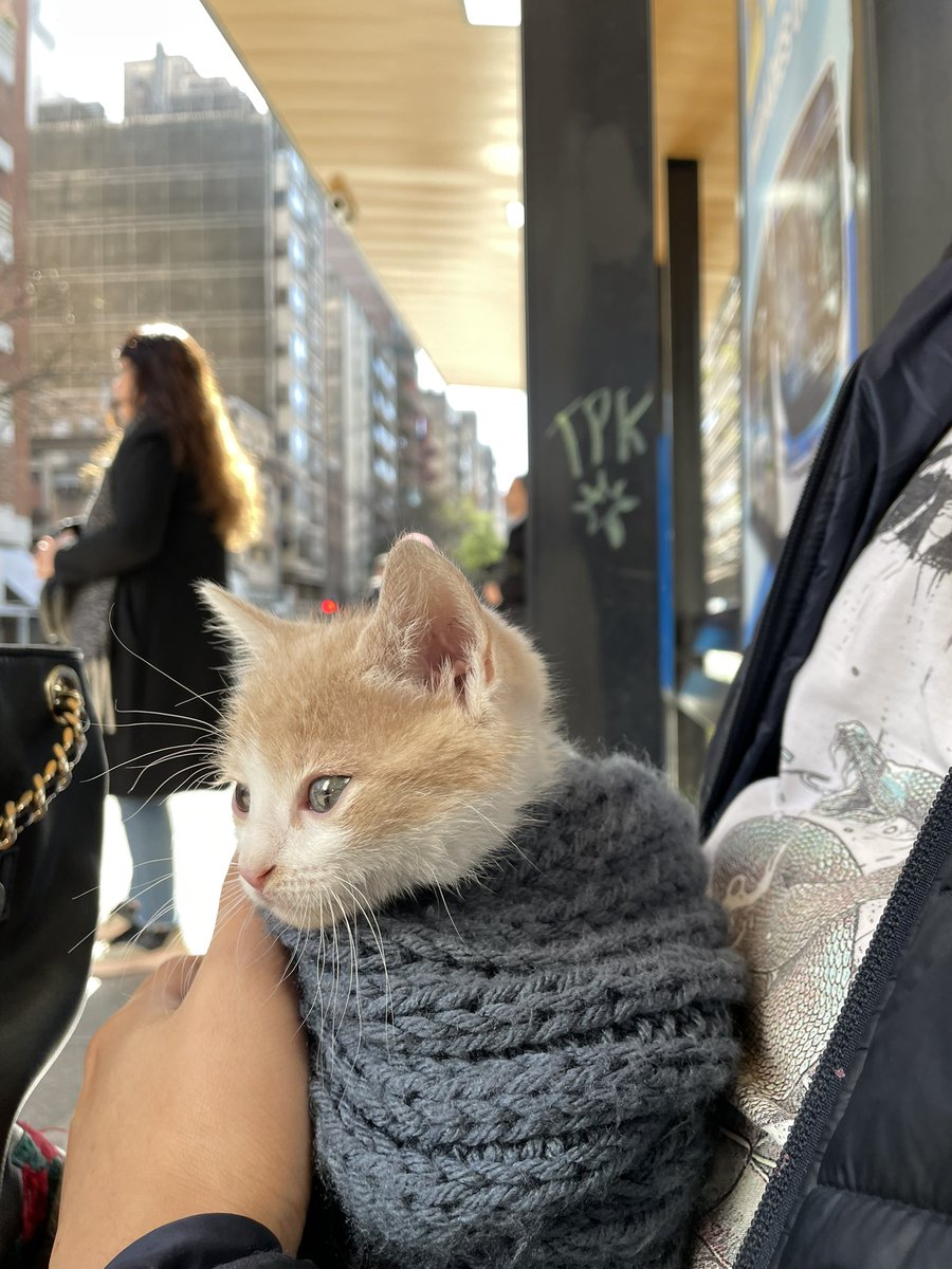 mele_____'s tweet photo. Hola soy Titi y no te pregunto si tenes muchas novias🥺, 
La Vete me dijo q no sabe q soy pero lo mas probable es q sea macho, soy muy compañero , me gusta los mímitos en la cabeza.
Tengo 2 meses, estoy desparasitado,  busco alguien q me de una casita y mucho amor @VivireNuevaCba https://t.co/ENIV1RJXfF