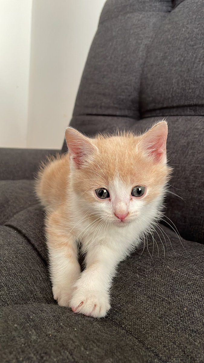 Hola soy Titi y no te pregunto si tenes muchas novias🥺, 
La Vete me dijo q no sabe q soy pero lo mas probable es q sea macho, soy muy compañero , me gusta los mímitos en la cabeza.
Tengo 2 meses, estoy desparasitado,  busco alguien q me de una casita y mucho amor <a href="/VivireNuevaCba/">VivirenNuevaCórdoba®</a>