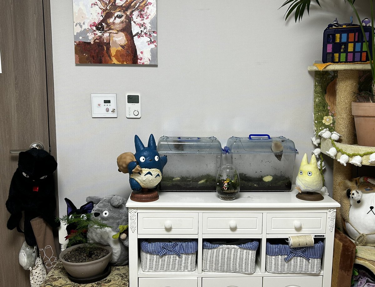 haneulnang's tweet photo. 일본 여행의 전리품들
수하물 무게만 23키로여따 https://t.co/hQH4qppd5K