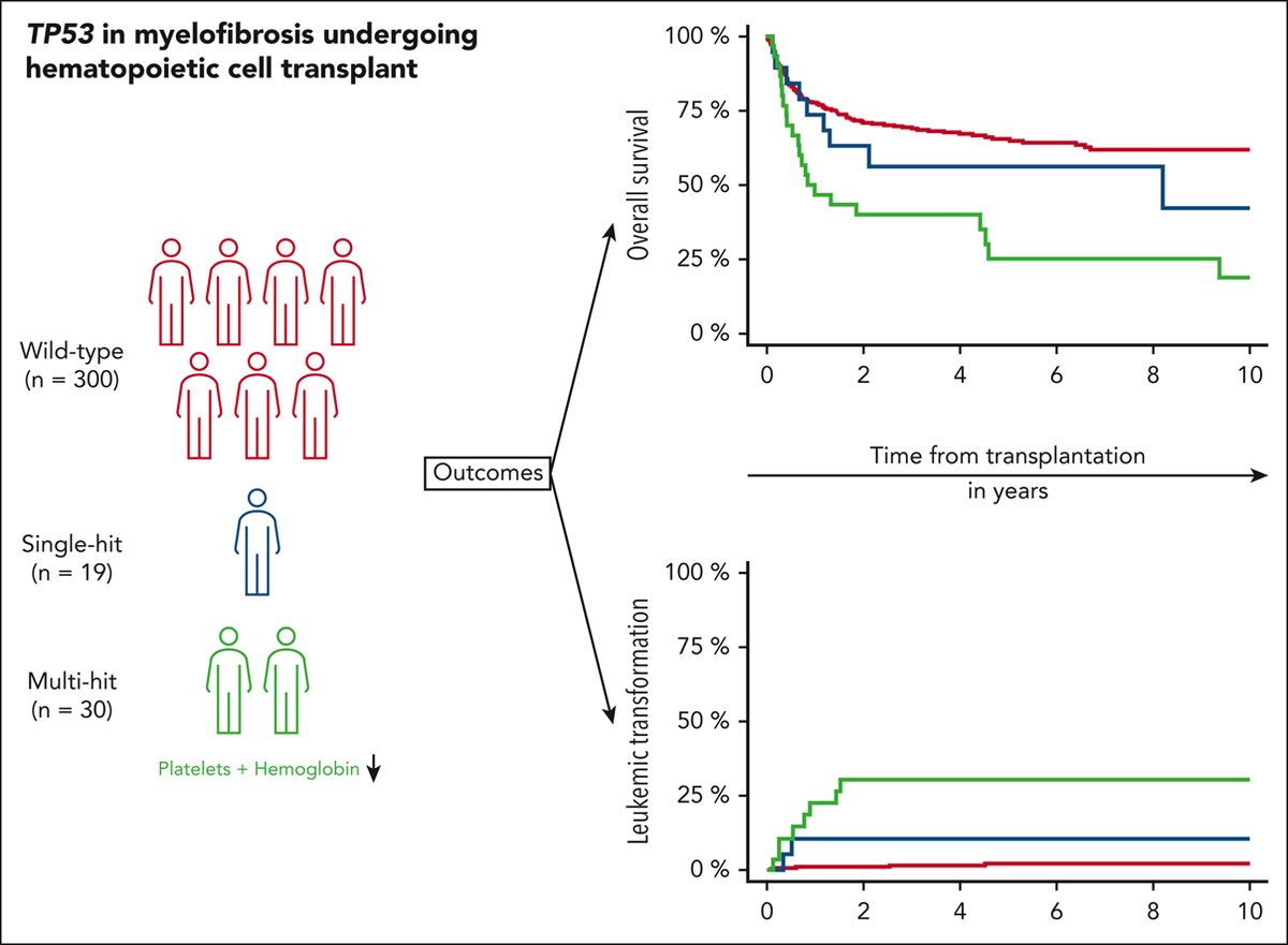 Impact of TP53 on outcome of patients with myelofibrosis undergoing hematopoietic stem cell transplantation ashpublications.org/blood/article/…