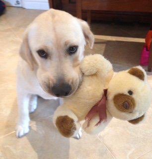 DasherRetiredGD's tweet photo. Can’t believe I’m 9 today! Celebrating in the sun (with lots of water!) and with my family! The first picture is from my 1st birthday! 
#GuideDog #Dasher https://t.co/SAtoBqqBIx