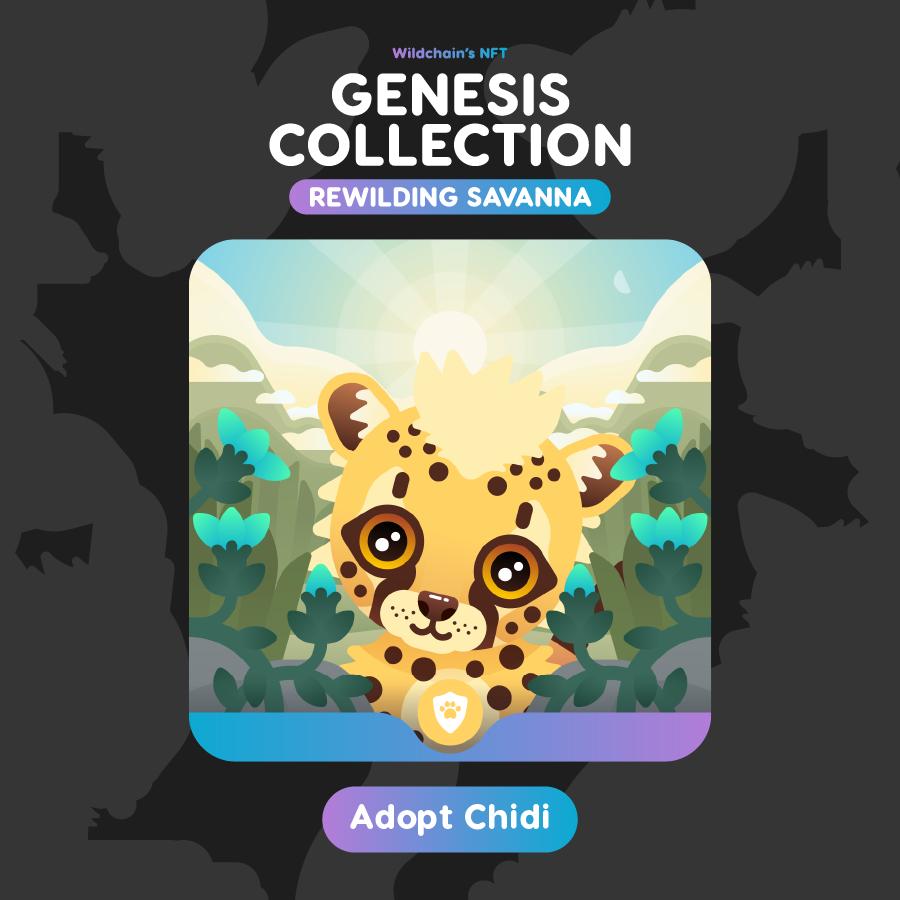 1/6 🧵 LIVE NOW! 🚨 Bidding lasts 1 week ONLY

Introducing #NFT no.10 from our Genesis Collection: Rewilding Savanna ‼️

Meet Chidi the cheetah 🐆

#mintNFT #refi #NFTreveal #mintingsoon #wildlife #NFTs #web3community