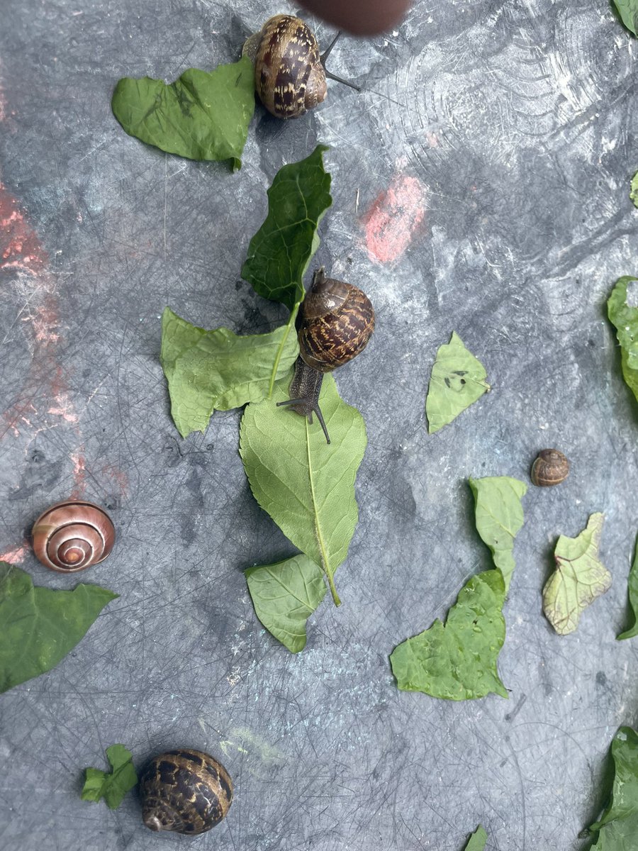 Foxfield EYFS Chestnut (@foxfldchestnut) on Twitter photo After the thunderstorm we had lots of snails visit our playground. The children collected some and gave them leaves to feel comfortable. Louie said “Snails like rain because they like a little bit of water” I know snails like crawling out in the night”. <a href="/foxfield/">FoxfieldPrimary</a> <a href="/IPAT_Edu/">The Inspire Partnership</a> After the thunderstorm we had lots of snails visit our playground. The children collected some and gave them leaves to feel comfortable. Louie said “Snails like rain because they like a little bit of water” I know snails like crawling out in the night”. <a href="/foxfield/">FoxfieldPrimary</a> <a href="/IPAT_Edu/">The Inspire Partnership</a>
