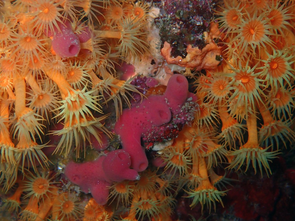 gemar_ieo's tweet photo. Comienza la #INFRAROCK3D_0623 🚢🤿 como parte del programa de seguimiento para evaluar el estado ambiental de los fondos marinos españoles #ESMARES

🗓️🐟 30 días de buceo caracterizando hábitats en fondos rocosos poco profundos del Mediterráneo&amp;Golfo de Cádiz #INFRAROCK3D_0623 https://t.co/7tUeB3SLZF