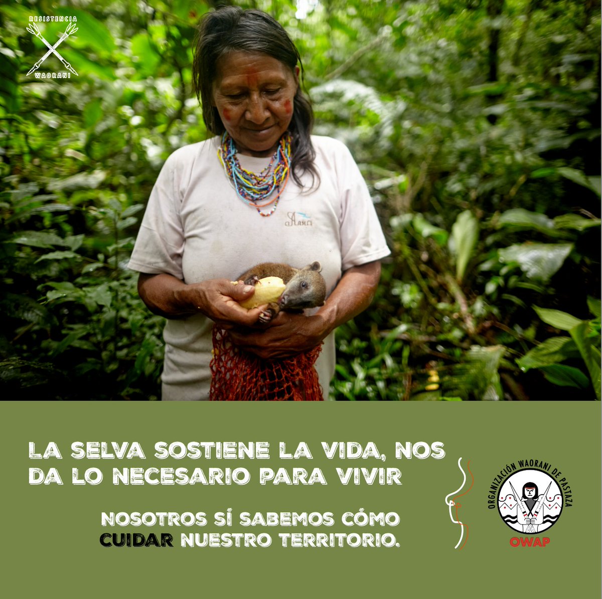 WaoResistencia's tweet photo. Wegompomonipa waorani kiwingimamo,tomemo ome wiwa badonamai.
#Owap
#waoresistencia https://t.co/MctAd43uQ7