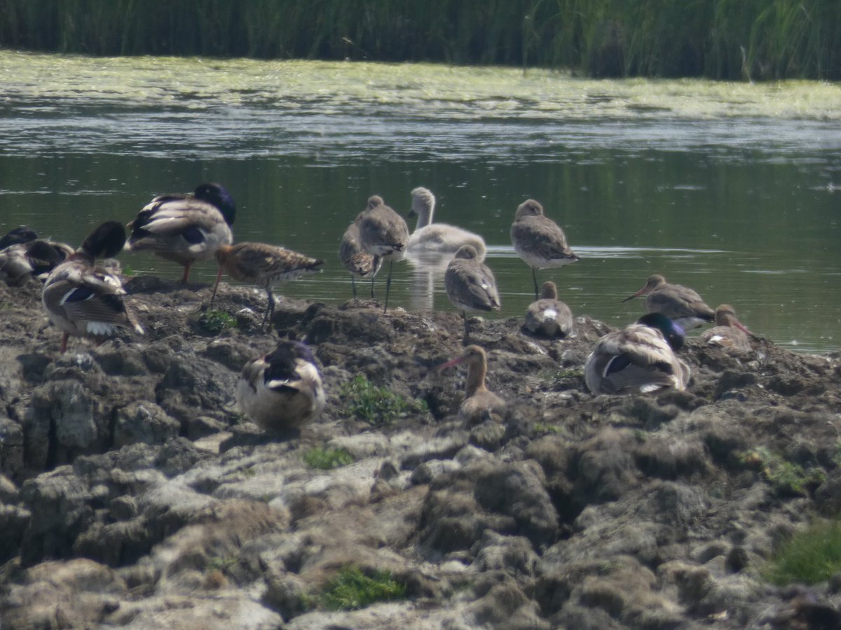 We made it into the hide just before the thunderstorm ⛈️ so stayed dry on our guided walk at Oare Marshes this morning
47 species of birds seen once the rain stopped!
Thank you to everyone that joined us 😎🦆🦢🐦‍⬛
#birdwise #oare #swale #kent #GreatBigGreenWeek