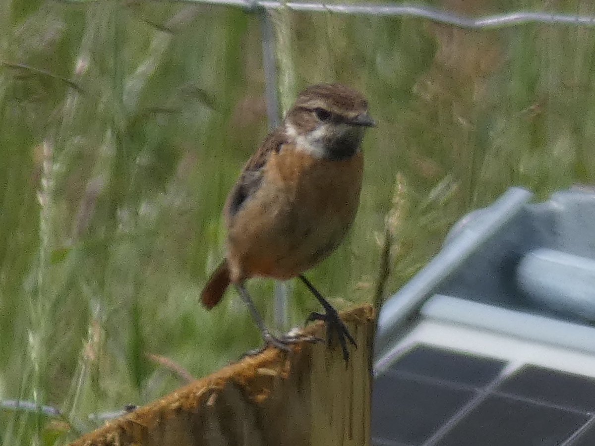 So many ‘little brown jobs’ singing in the reeds and scrub. Nice to see Corn Bunting amongst the 47 species we recorded today 👏☀️🦢🐦‍⬛🦆
#GreatBigGreenWeek #birdwise #coast #swale #30DaysWild