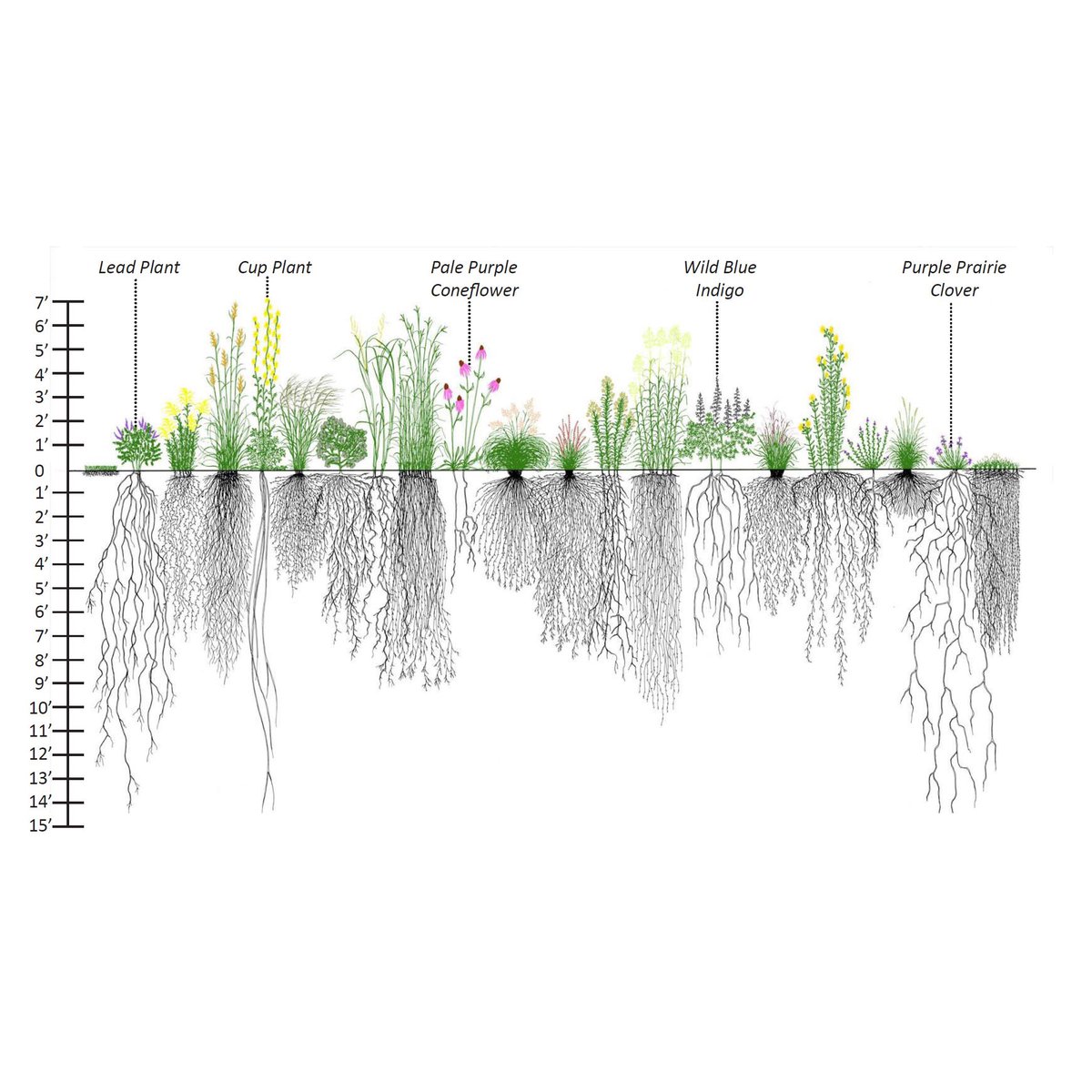 Blue Thumb tweet media