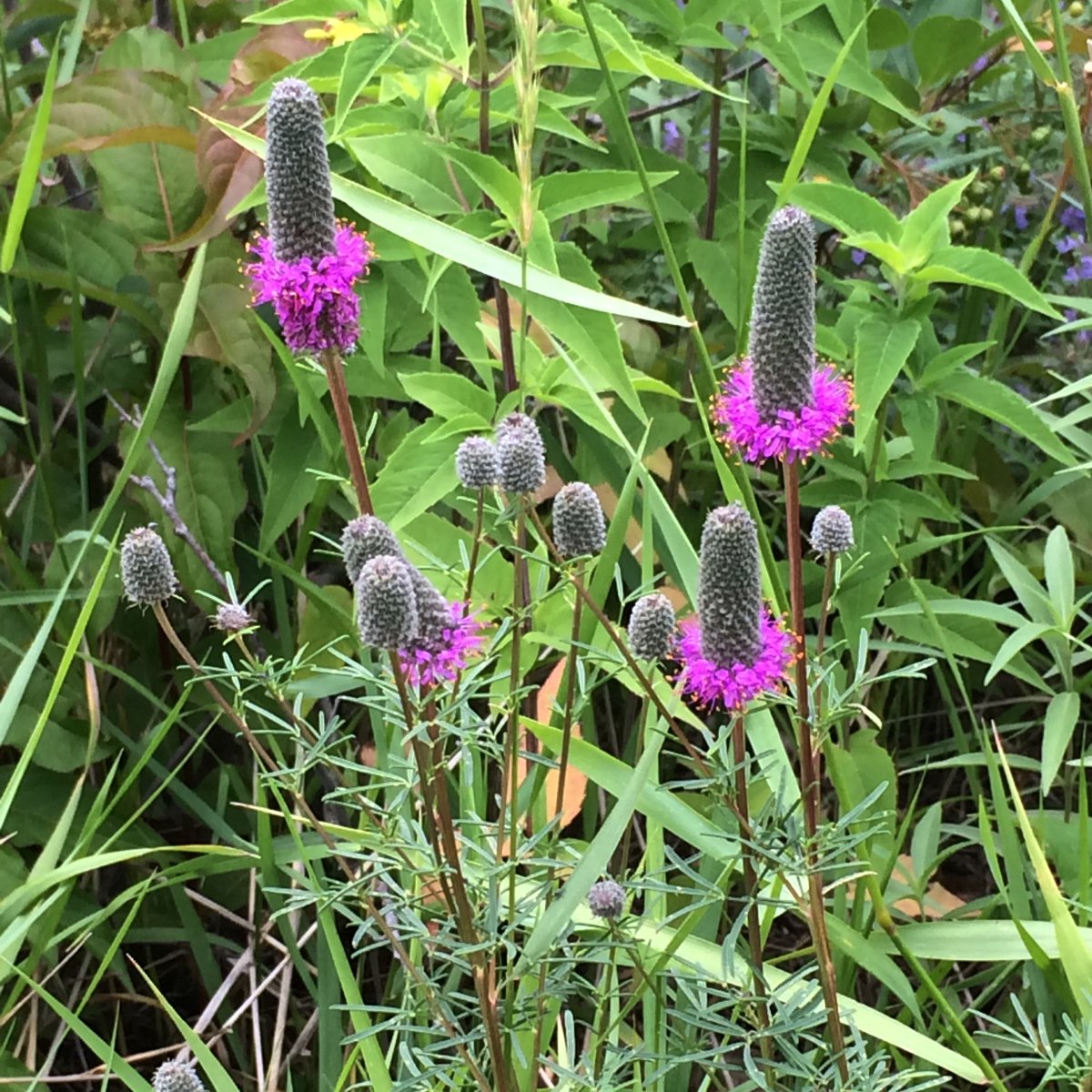 Blue Thumb tweet media