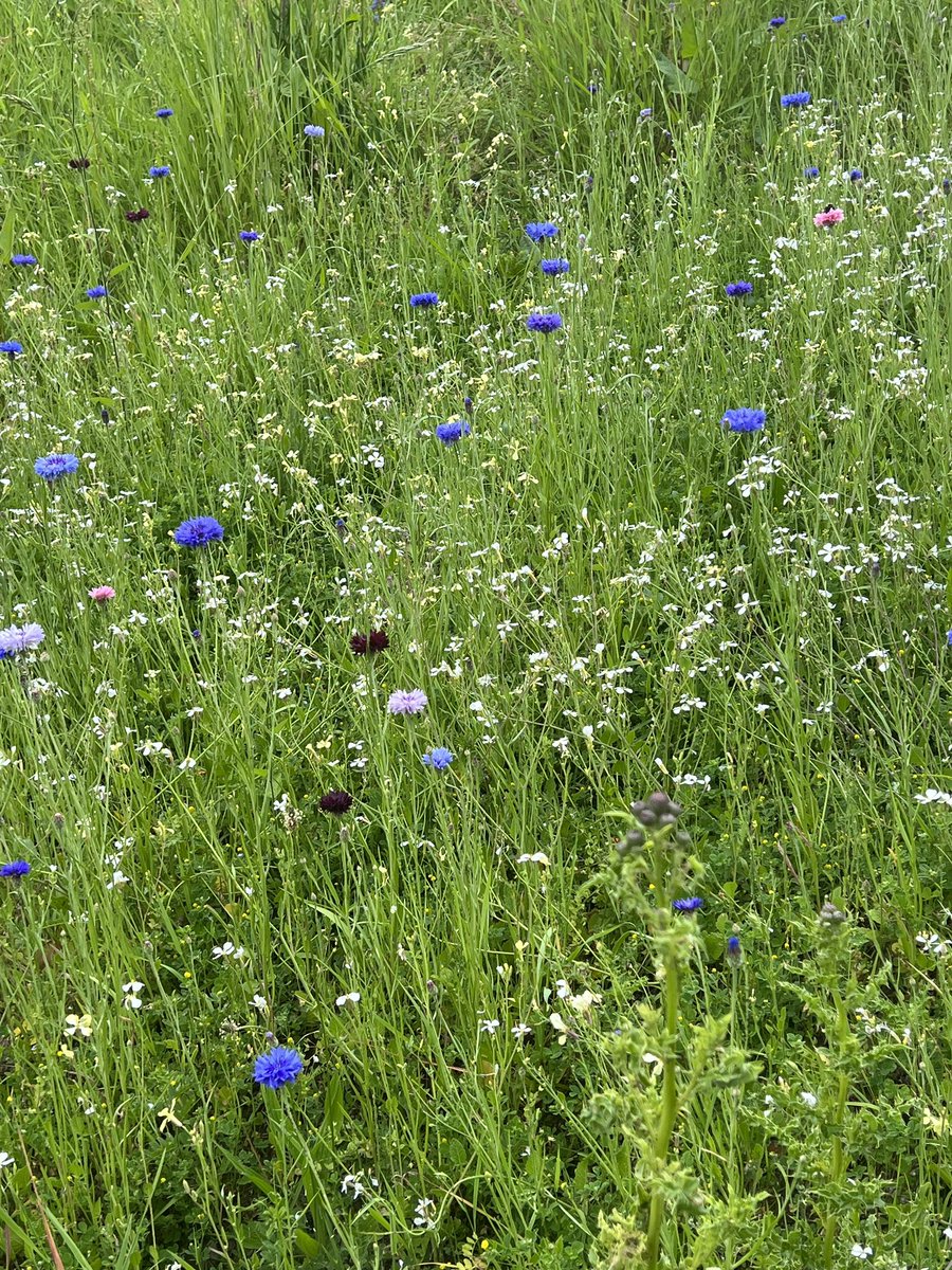Jacky Francis (@jackyfrancis12) on Twitter photo Beautiful surroundings on todays lunchtime walk with colleagues! Always something new to see @DPT_SecureCare <a href="/DPT_NHS/">Devon Partnership NHS Trust</a> 💐 Beautiful surroundings on todays lunchtime walk with colleagues! Always something new to see @DPT_SecureCare <a href="/DPT_NHS/">Devon Partnership NHS Trust</a> 💐