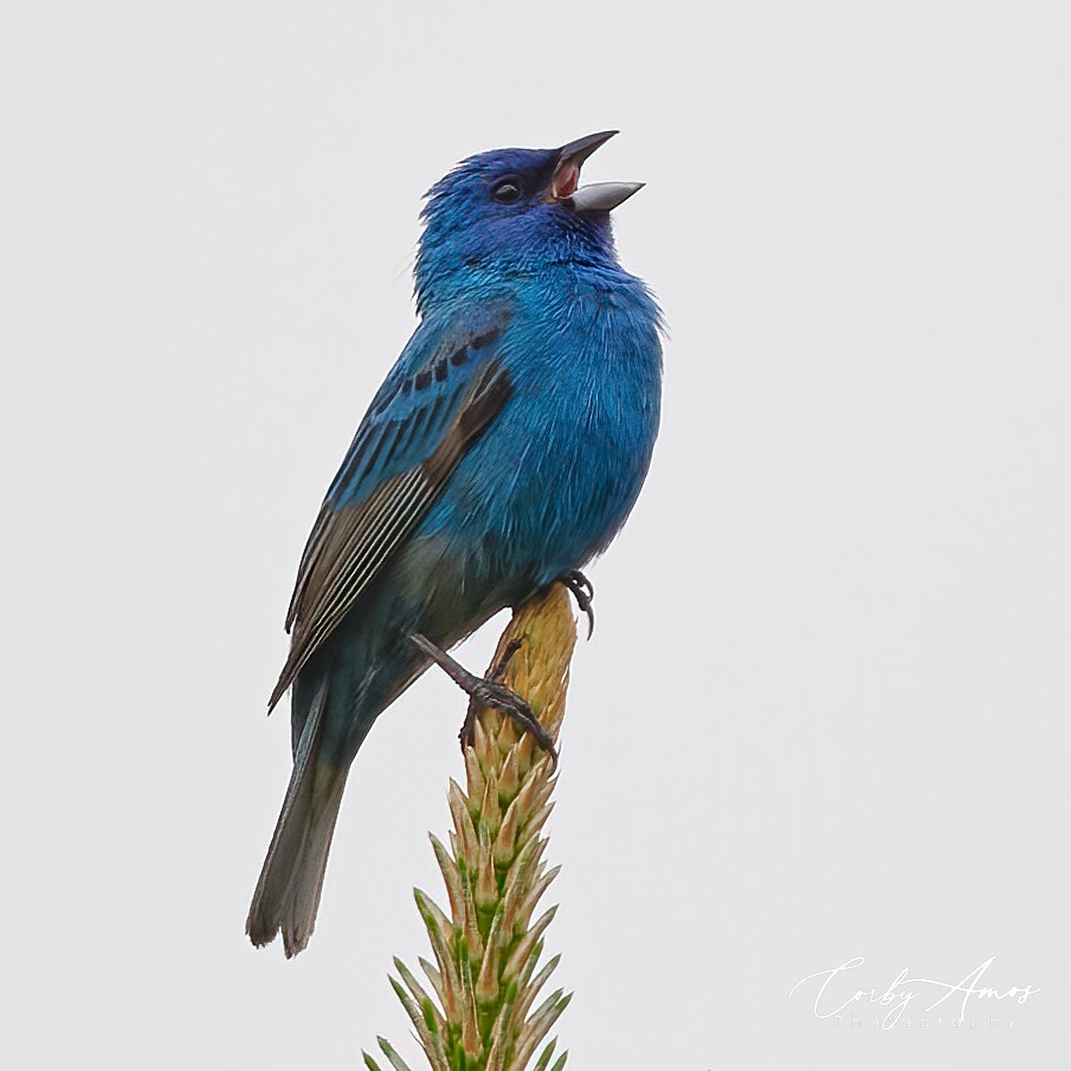 Indigo Bunting
.
linktr.ee/corbyamos
.
#birdphotography #birdwatching #birding #BirdTwitter #twitterbirds #birdpics