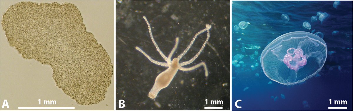 PrakashLab @ Miami (@viveknprakash) on Twitter photo (1/3) New preprint alert from our lab <a href="/univmiami/">University of Miami</a> 😀
“Non-bilaterians as Model Systems for Tissue Mechanics”
arxiv.org/abs/2306.01935
We review recent discoveries in rapid tissue remodeling phenomena in three Non-bilaterians: Trichoplax adhaerens, Hydra vulgaris, & Aurelia aurita (1/3) New preprint alert from our lab <a href="/univmiami/">University of Miami</a> 😀
“Non-bilaterians as Model Systems for Tissue Mechanics”
arxiv.org/abs/2306.01935
We review recent discoveries in rapid tissue remodeling phenomena in three Non-bilaterians: Trichoplax adhaerens, Hydra vulgaris, & Aurelia aurita