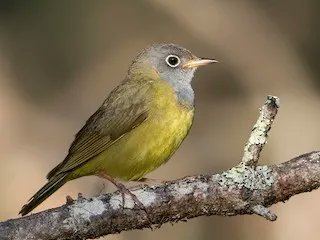 Connecticut Warbler is a secretive northwoods breeder whose migration route to South America was unknown. Tracking data shows it takes long overwater flights from the Atlantic coast down to South America. Read more in the new species account: bit.ly/3J8qVGo 
#ornithology