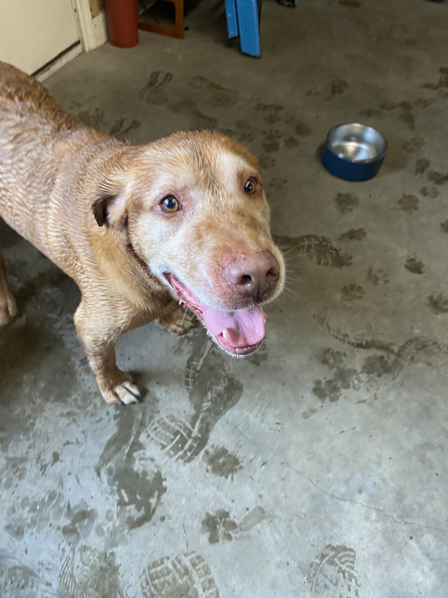 ColaSCWatchDog's tweet photo. 🚨 Watchdog ALERT🚨 Fellow member of the Cola Watchdog mafia FOUND on 3600 block of Wilmot Street in Shandon ~ 3 pm yesterday. No collar, no chip. Well behaved. Please RT so we can get him home! https://t.co/zV835jGK1V