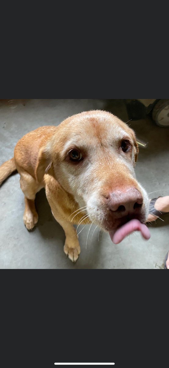 ColaSCWatchDog's tweet photo. 🚨 Watchdog ALERT🚨 Fellow member of the Cola Watchdog mafia FOUND on 3600 block of Wilmot Street in Shandon ~ 3 pm yesterday. No collar, no chip. Well behaved. Please RT so we can get him home! https://t.co/zV835jGK1V