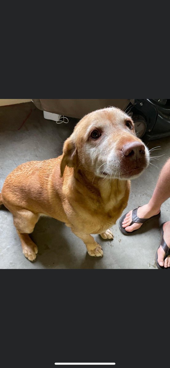 ColaSCWatchDog's tweet photo. 🚨 Watchdog ALERT🚨 Fellow member of the Cola Watchdog mafia FOUND on 3600 block of Wilmot Street in Shandon ~ 3 pm yesterday. No collar, no chip. Well behaved. Please RT so we can get him home! https://t.co/zV835jGK1V