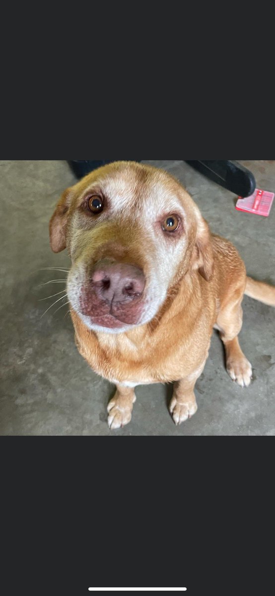 ColaSCWatchDog's tweet photo. 🚨 Watchdog ALERT🚨 Fellow member of the Cola Watchdog mafia FOUND on 3600 block of Wilmot Street in Shandon ~ 3 pm yesterday. No collar, no chip. Well behaved. Please RT so we can get him home! https://t.co/zV835jGK1V