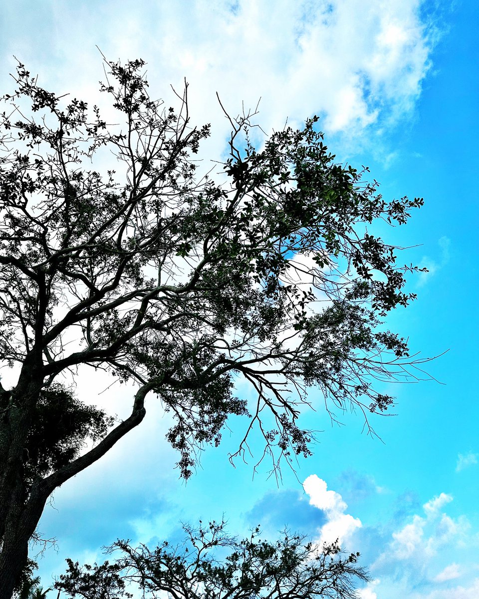 mrutan's tweet photo. As I looked through the branches of a magnificent tree, my eyes were greeted by a delightful sight: fluffy white and gray clouds gracefully drifting across the vast blue sky. ☁️💙 https://t.co/zMpagVBq3u