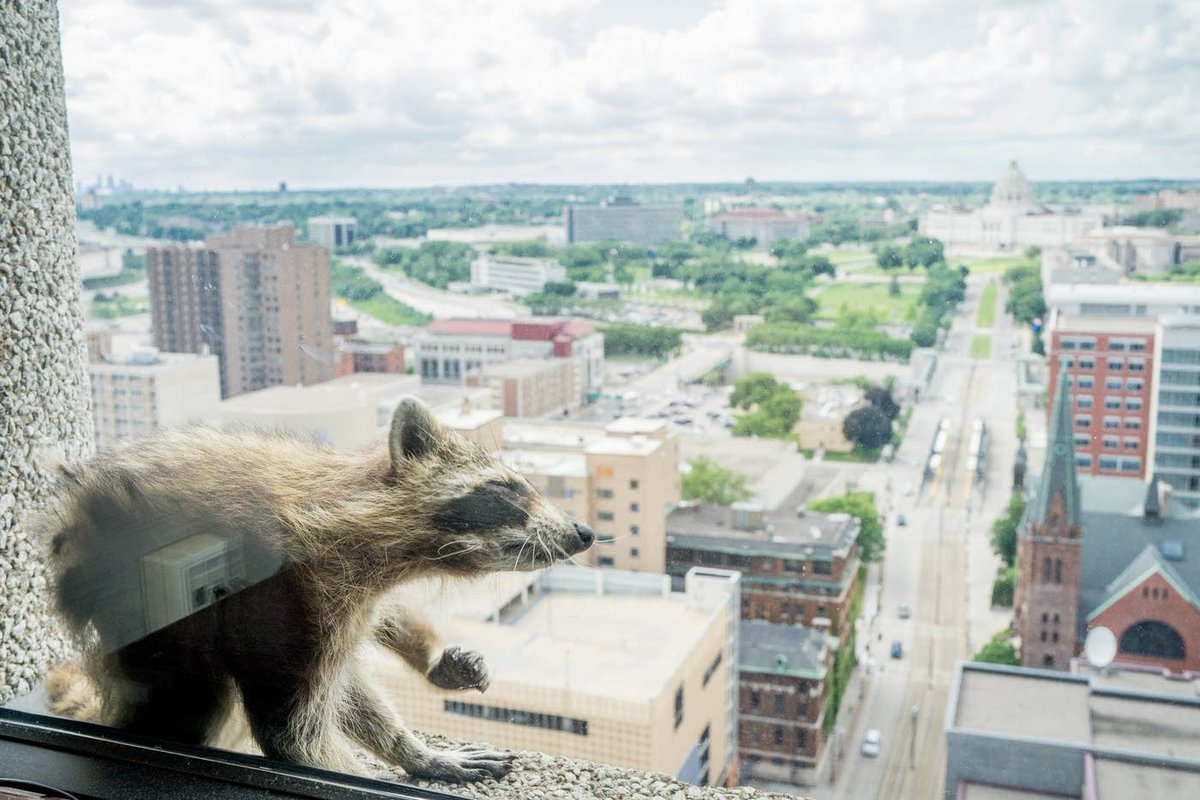 five years since the MPR raccoon, the most impactful news event of our generation mprnews.org/story/2018/06/…