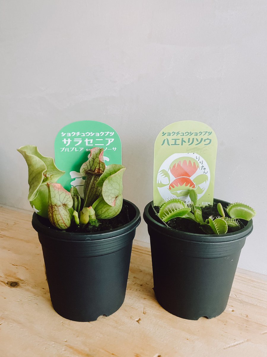 昨日出かけてる間に、息子と旦那さんが買ってきてた食虫植物😳笑

ハエトリソウは「りりたん」（息子命名）だそうです...！見た目に合わない気が...😂

サラセニアはなぜか「キングコング」らしいです( ˊᵕˋ ;)