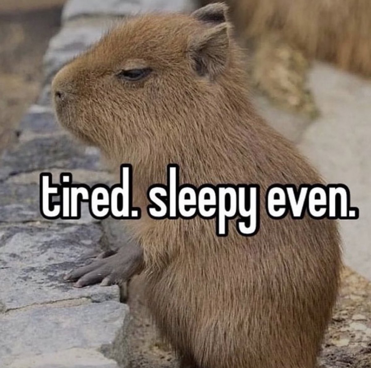 CAPYBARA_MAN's tweet photo. https://t.co/LfZBLioJZT