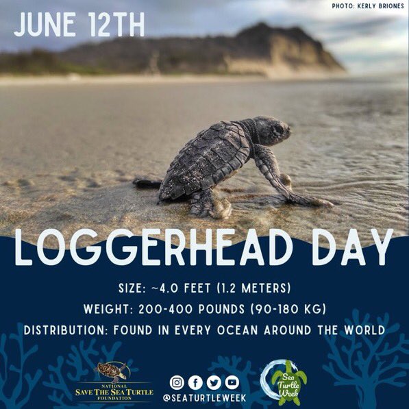 scubated's tweet photo. June 12th is Loggerhead Turtle Day! 💛

Loggerheads are named for their large head and strong crushing jaw which enables them to eat hard-shelled prey such as crabs, conchs, and whelks.

Learn more about loggerheads here https://t.co/vVJNx6ko0E

Photo: Kerly Brione
#seaturtleweek https://t.co/DXTOg1klPK