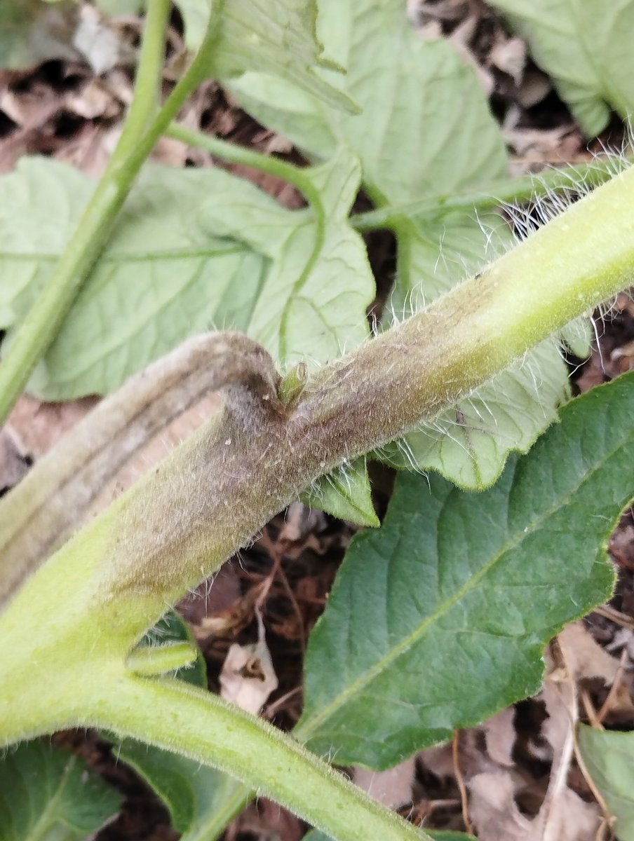 Xero_Phyte's tweet image. Je sens que l'été va être long... 1ere attaque de Phytophthora on est même pas mi juin... Arrachage direct du plan de #tomate infecté et traitement des autres au cuivre  #mildiou