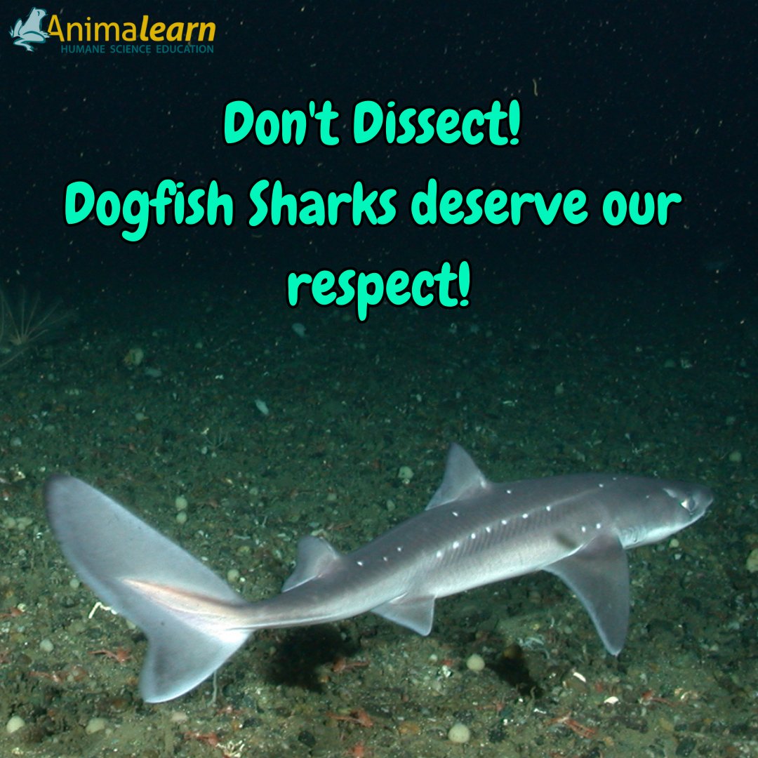 All living beings deserve our respect. Say 'No!' to dissection. 🦈 #shark #sharks #humanescience #humaneeducation #teachers #educators #animalearn #scienceeducation #science #lifesciences #anatomy #biology #scienceeducators #sciencetwitter #teachertwitter #edutwitter #k12