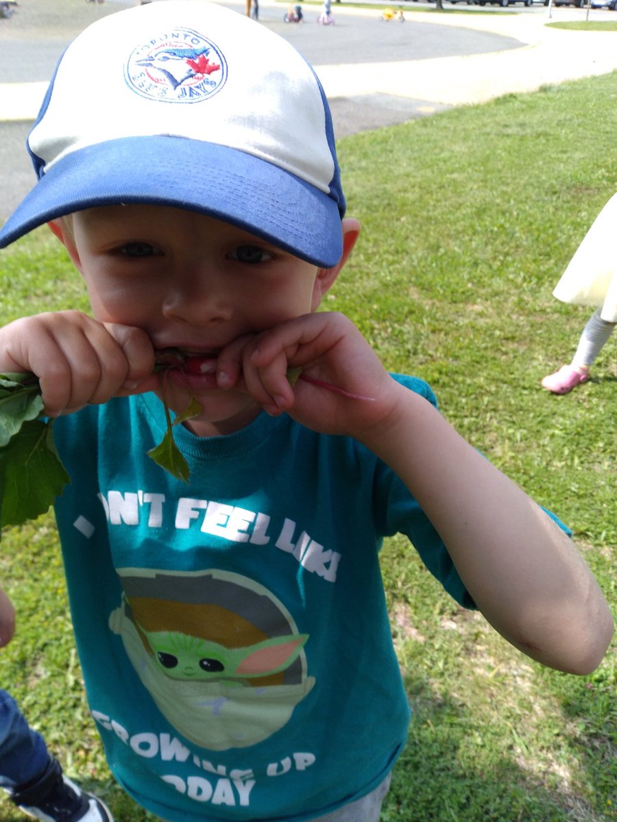 PPMissJenn's tweet photo. Enjoying the fruits of our labour's.   Eating radish and peas straight out of our garden today.
#discoveryandinvention 
#ourdoorlearning
#foodsustainability https://t.co/PkMVmRhjFR