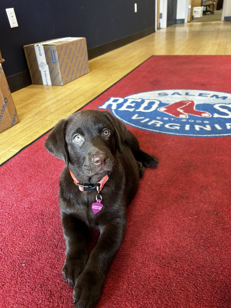 Turf Twitter world meet Millie! She is the newest member of the @salemredsox grounds crew. 

@DogsOfTurf