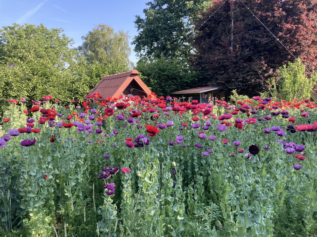This has to be my finest accidental #rhschelsea garden exhibit… it’s called ‘The Abandoned Chicken Coop’