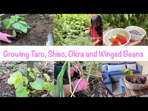 Growing Taro, Shiso, ...
 
#CaliforniaGardening #EdibleGardening #FilipinaInLosAngeles #GardeningInAmerica
 
allforgardening.com/507846/growing…