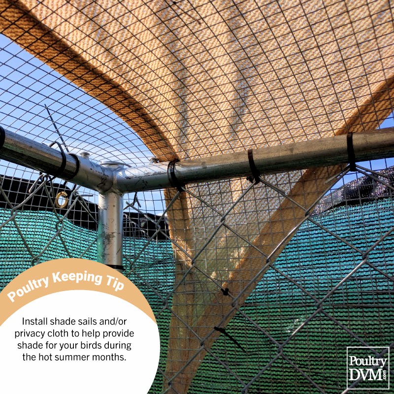 PoultryDVM's tweet image. Install shade sails and/or privacy cloth to help provide shade for your flock during the warm summer months. #chickens #backyardchickens #chickencare
