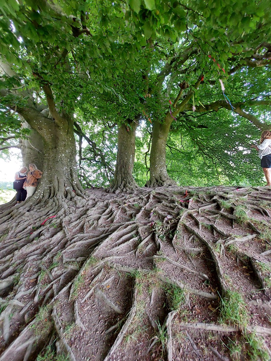 @stephbhappening 4 trees together..wishing tree..Aylesbury 💙