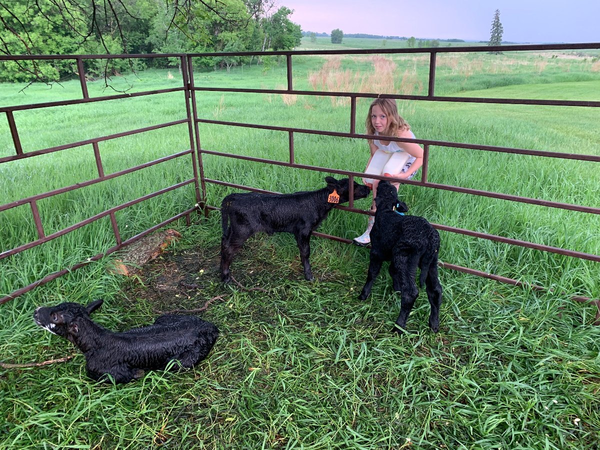 In calving season there is always a bottle calf or two to keep fed. Piper has been the lead hand this year looking after calves before and after school ! #farmkid #boydsbeef