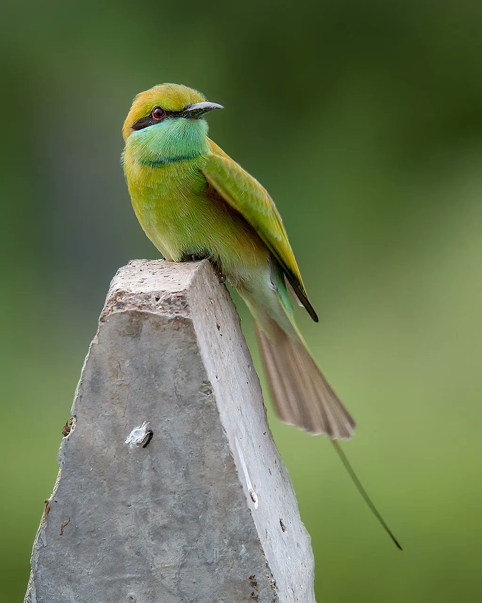 More #green for #IndiAves #VIBGYORinNature. The Asian green bee-eater. #NaturePhotography