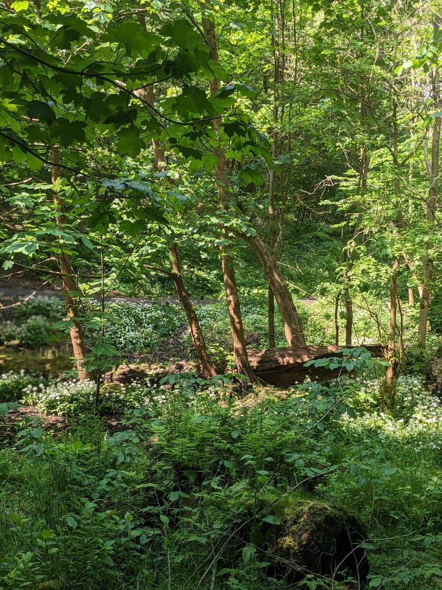 cassiltoun's tweet photo. Come join us as a Project Assistant supporting our Castlemilk Park Volunteer &amp; Community Woodland Projects!

☀️11 hours p/w
☀️£19,891 pro rata
☀️Until end March 2024
☀️Deadline 27th June

https://t.co/XLCMgexzZ0

Please share! https://t.co/FoGnB0QDfd