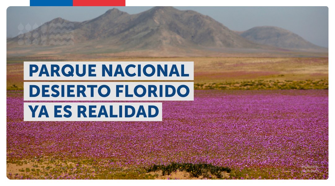 MinisterioBBNN's tweet photo. 🏜️🌺 ¡Es realidad! Este lunes se publicó en el Diario Oficial el nuevo Parque Nacional #DesiertoFlorido. Con este hecho se oficializa el compromiso del Gobierno por la protección del medio ambiente y la biodiversidad 👏 https://t.co/g0T8VGHHar