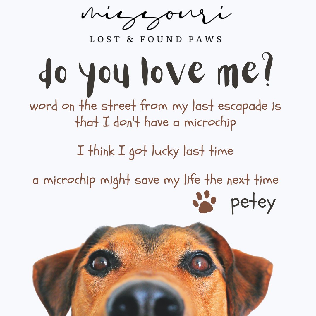 molostfoundpaws's tweet photo. Did you know that microchip pet technology is one of the best ways to protect your pet? It’s easy and affordable. Contact us or your local shelter for local microchip resources to protect your pooch! 

#MicrochipYourPet #PuppyLove  #molostfoundpaws https://t.co/tT8jUYOXBa