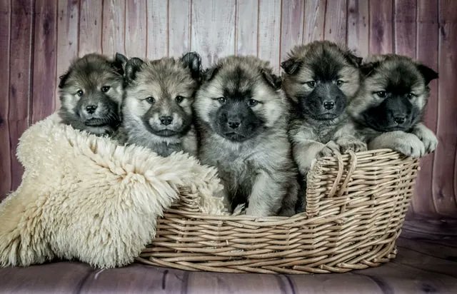 If you’re a Star Wars fan you’ll love this amazing dog fact. There are claims that George Lucas modelled the Ewoks after his family dog! 🐶 Photo by Judi Neumeyer on Unsplash 🐶 
#StarWars #Ewoks #DogsofTwitter #DogDoor #DogFlap #PetDoor #PetFlap #CatFlap