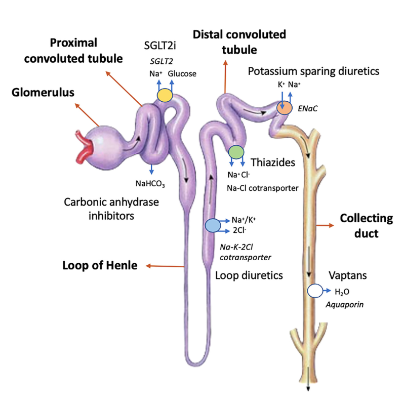 FrontNephrology's tweet photo. Escudero et al provide new insights into diuretic use to treat congestion in the ICU. 

Read the conclusions in @FrontNephrology ⬇️