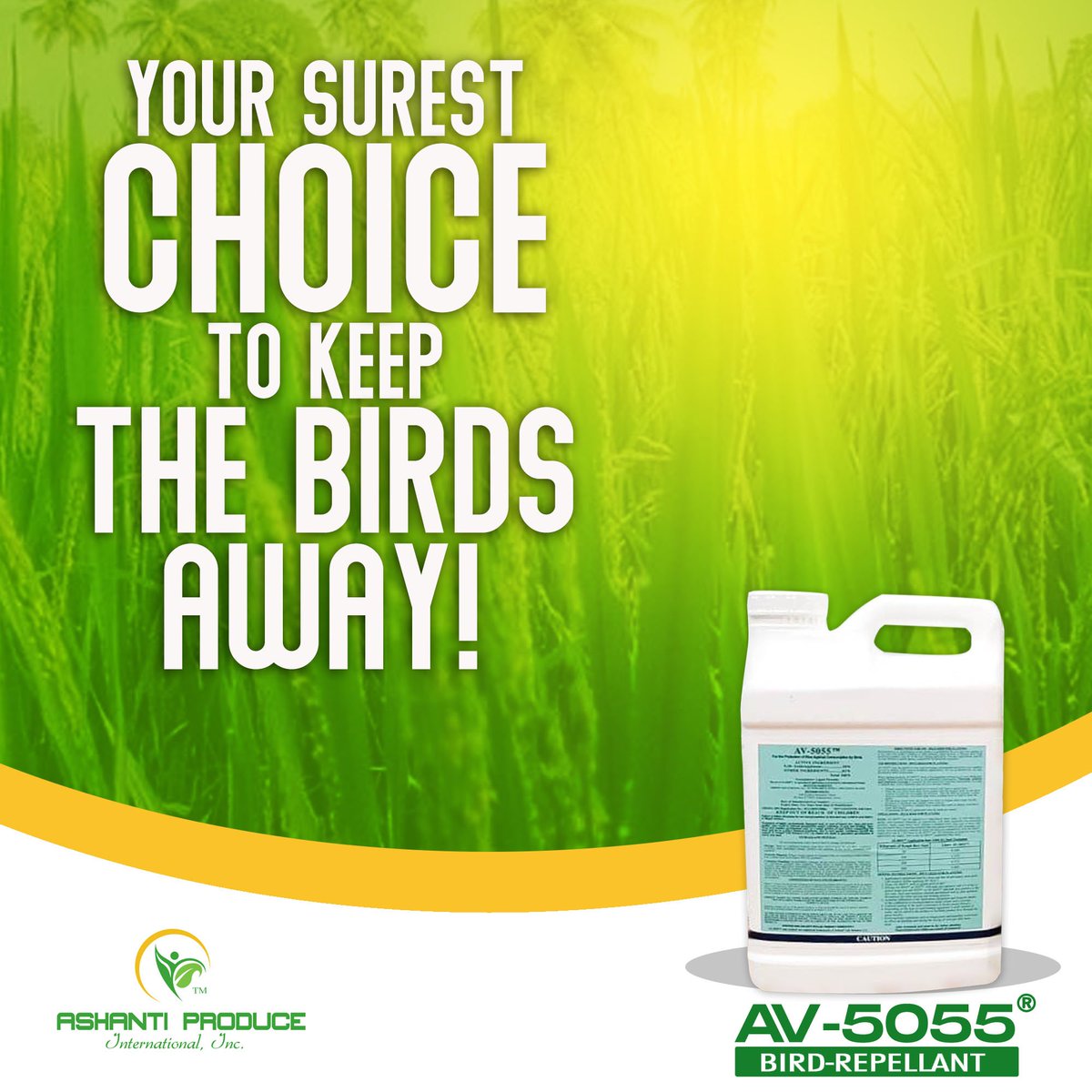 AV5055Ghana's tweet photo. Surest choice. Keep the birds away from precious rice crops.
#agroinput #agriculture #ricefarming #explorepage  #av5055 #ricefarm  #likeforfollow #agric #farming #ghanarice #pulseghana #agrochemicals #product #ricemarket #tiktokghana #africa #product #onsalenow https://t.co/Dt8KU2knwQ