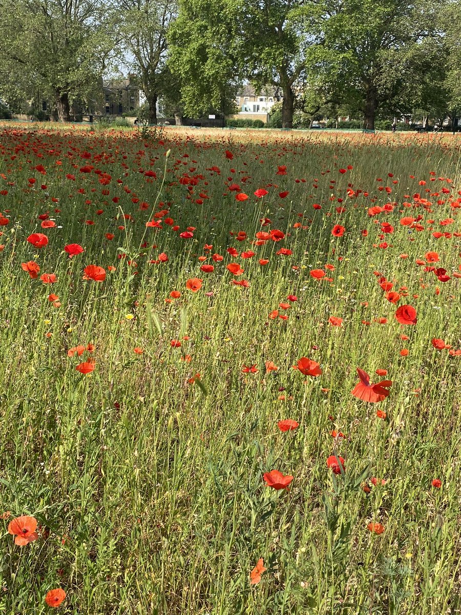 This is Hackney at its best as we make our Climate Action Plan a reality by investing in the biodiversity of our green public spaces. #LondonFields #HackneyParks #ClimateActionPlan @hackneycouncil @HackneyLabour @carowoodley @metecoban92 @mayorofhackney