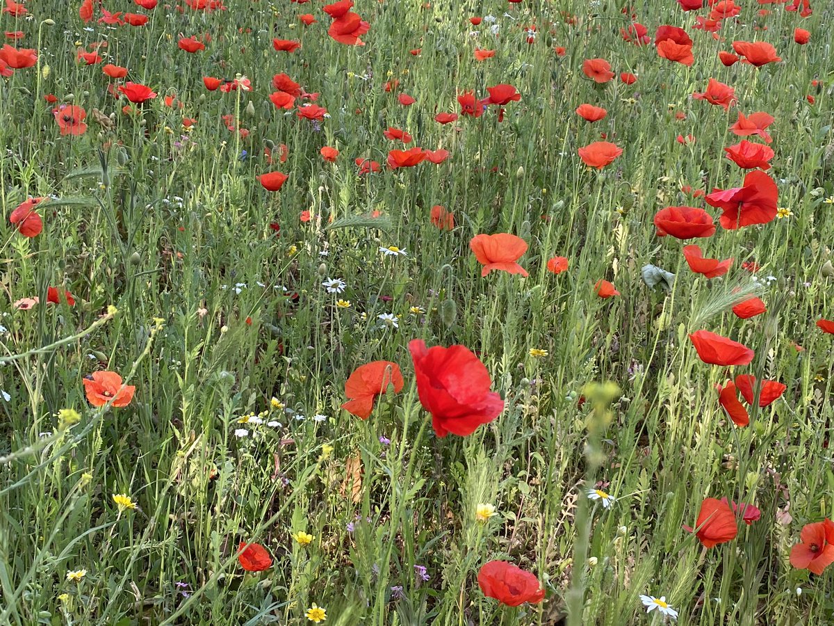 JoeWalkerUK's tweet photo. This is Hackney at its best as we make our Climate Action Plan a reality by investing in the biodiversity of our green public spaces. #LondonFields #HackneyParks #ClimateActionPlan @hackneycouncil @HackneyLabour @carowoodley @metecoban92 @mayorofhackney https://t.co/exniIzxbSy