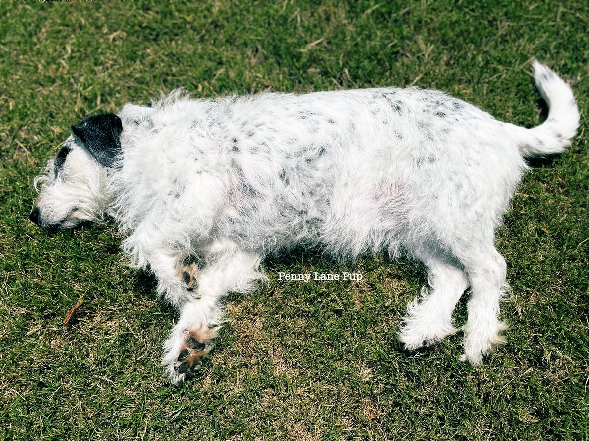 𝗣𝗲𝗻𝗻𝘆 𝗟𝗮𝗻𝗲- Lawn Potato TM tweet media