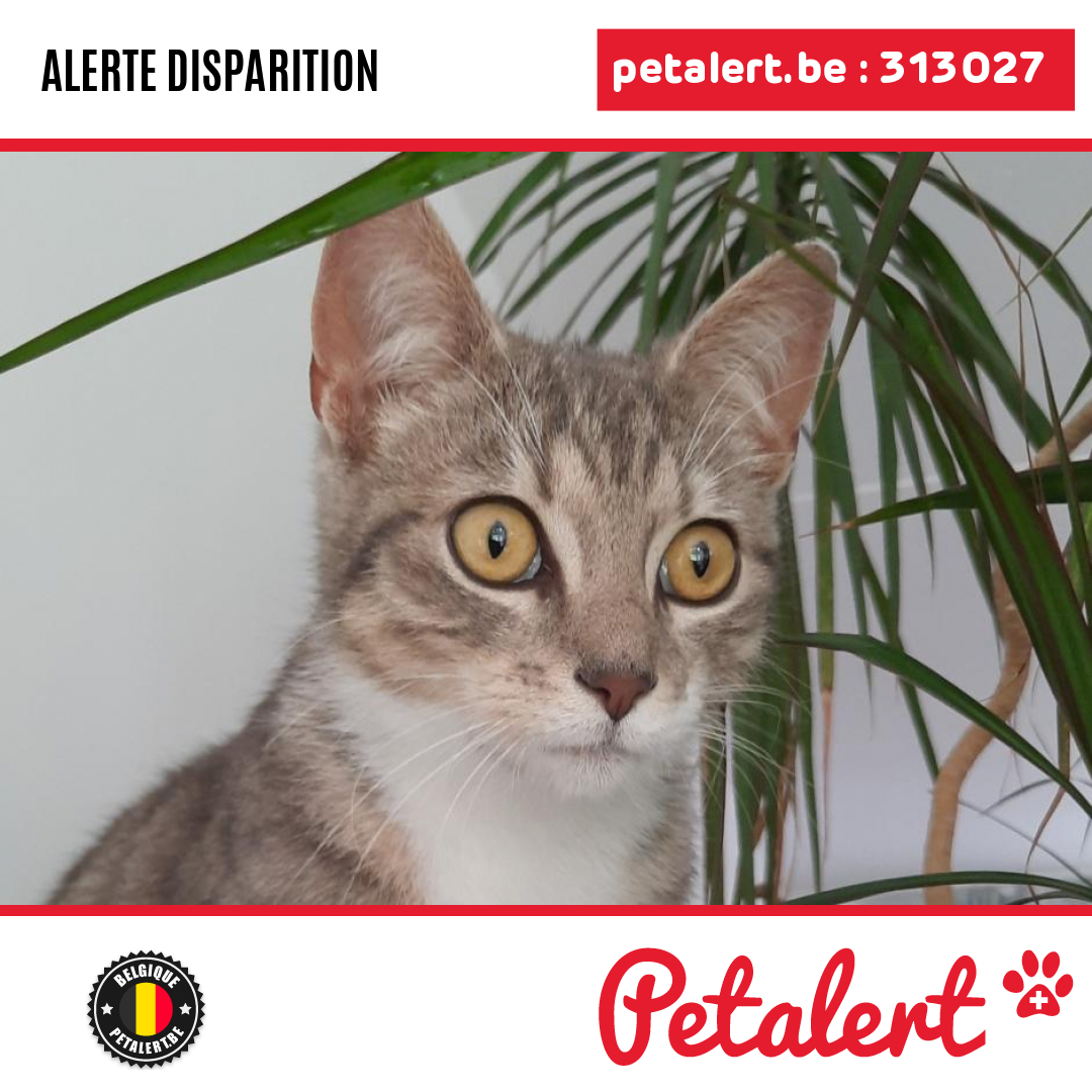 petalert_be's tweet photo. Disparu #Chat #BrabantFlamand #Linkebeek #Petalert  #PetAlertVBR / https://t.co/cHSHRxYGLt https://t.co/9s13r56p3x