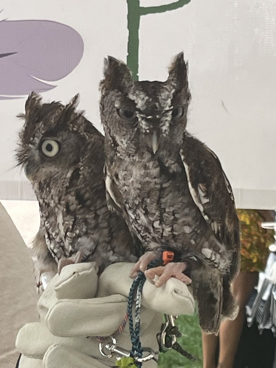#mondayfeels
Two adorable Screech Owls