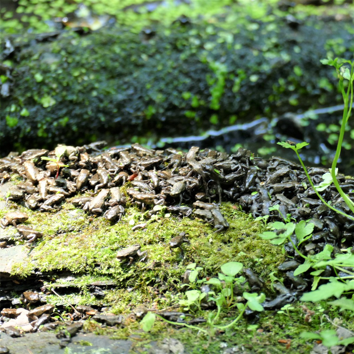 thequietwalker's tweet photo. @Freshwaterhabs @froglifers #frog Witnessed thousands of froglets leaving the lake at #plumpton rocks, North Yorkshire. Just amazing https://t.co/ox5N4AfCfC