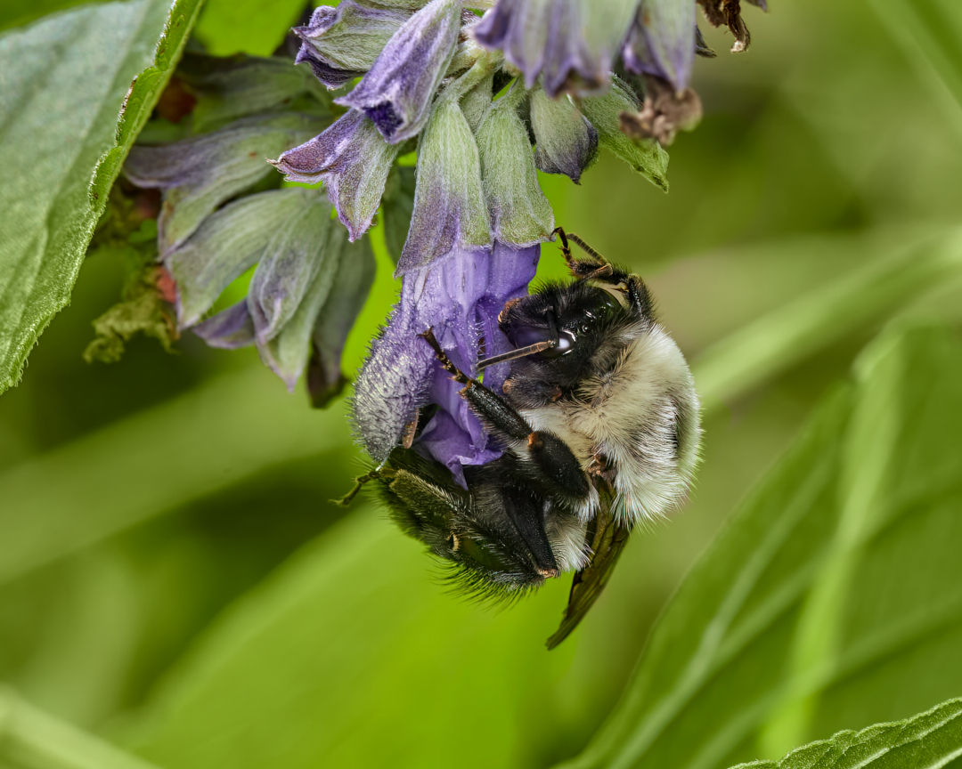 Floooof... #commoneasternbumblebee #bumblebee #macrophotography #canonfavpic #bees #outdoors #flowers #macro #honeybees #pollen #garden #appicoftheweek #macros #photographer #closeup #bee #insects #naturephotography #pollinators #flower #editwithus #insect