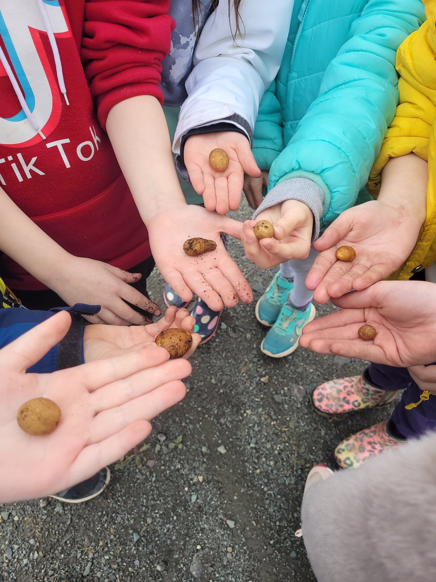 Today we harvested our potatoes. It may not have been a big harvest but it was an exciting one.